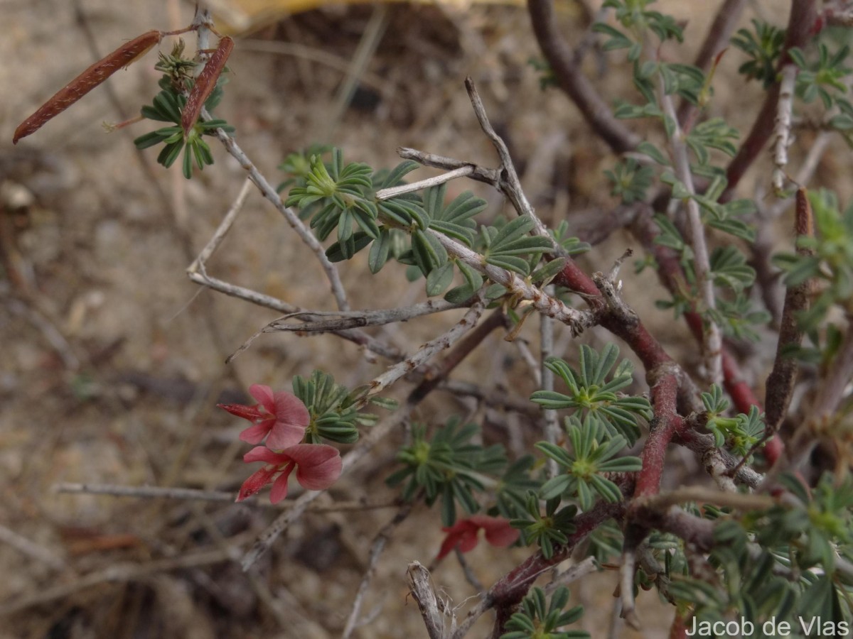 Indigofera aspalathoides Vahl ex DC.